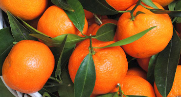 Citrus Gardens Image