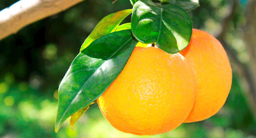 Citrus Gardens Image
